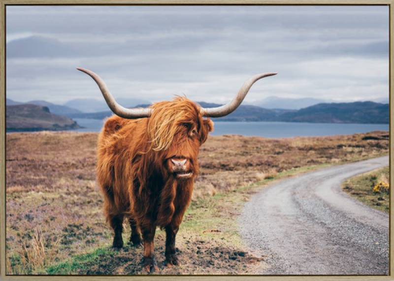 Highland Cow Canvas Print