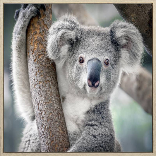 Koala Canvas Print