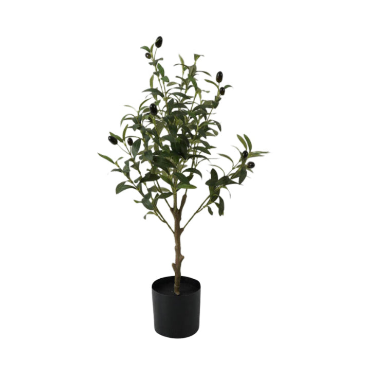 Olive Tree  Potted
