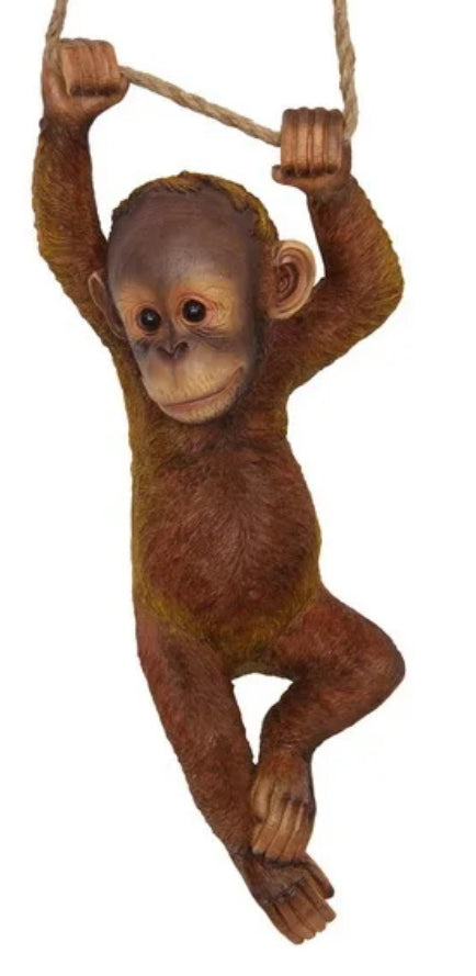 Orangutan Hanging On A Rope