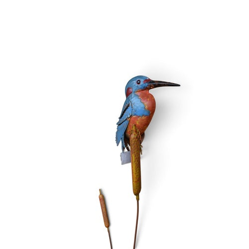 Kingfisher on Bulrush