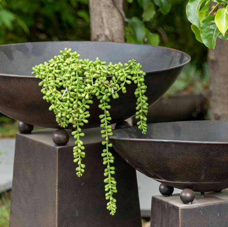 String Of Pearls Plant- Strands