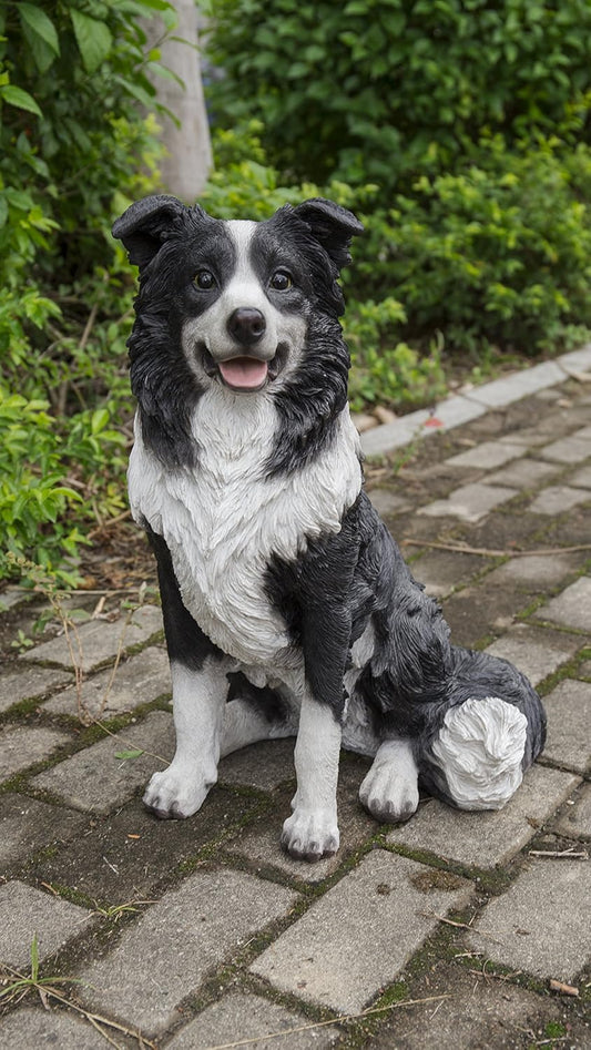 Border Collie Sitting