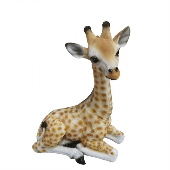 Baby Giraffe-  Sitting