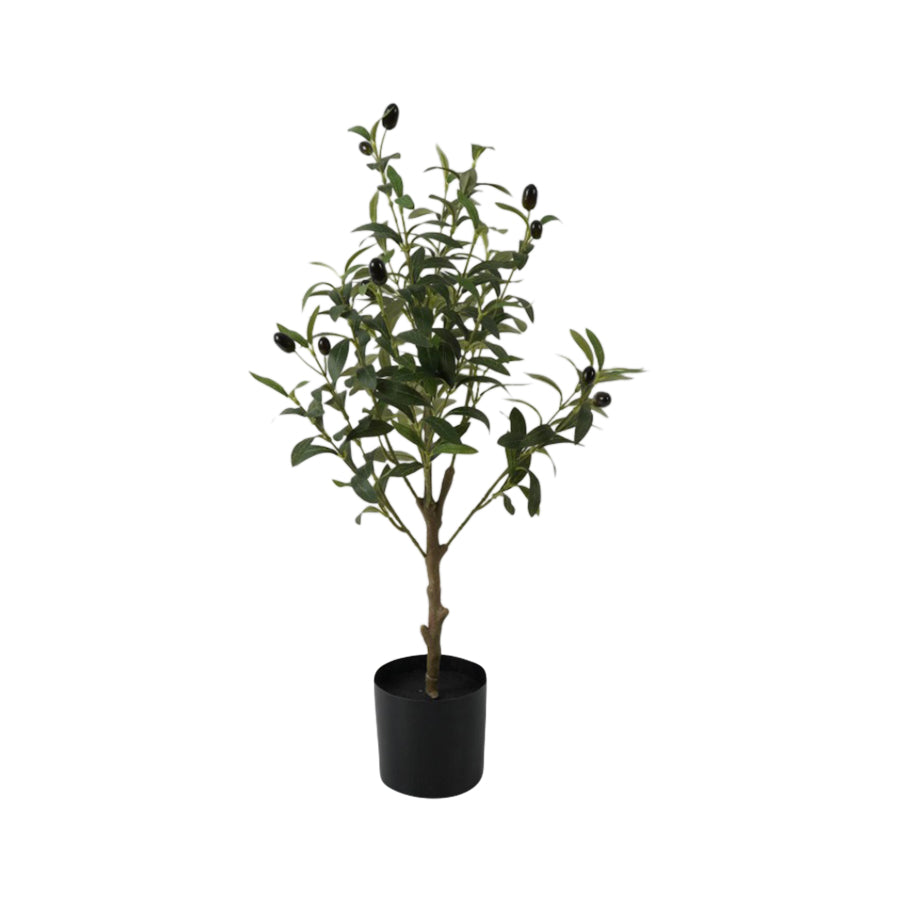 Olive Tree