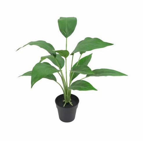 Bird of Paradise In Pot