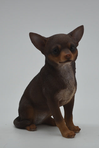 Chihuahua Dark Brown