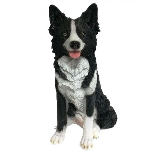 Border Collie Sitting