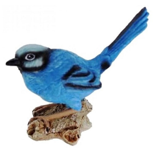 Blue Wren